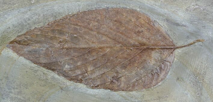Detailed Fossil Hackberry Leaf - Montana #56194